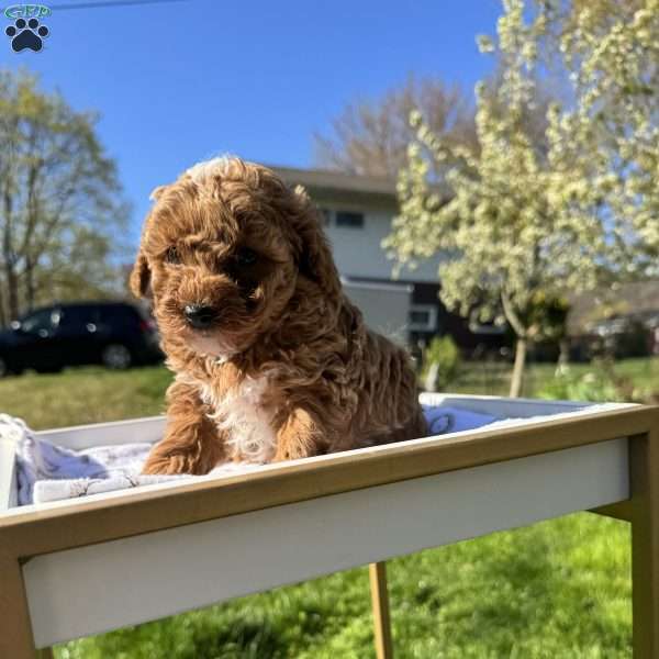 Tonya, Toy Poodle Puppy