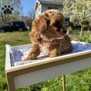 Tonya, Toy Poodle Puppy