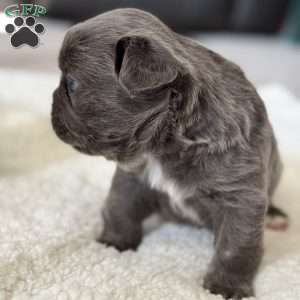 Fiona, French Bulldog Puppy