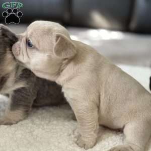 Chanel, French Bulldog Puppy