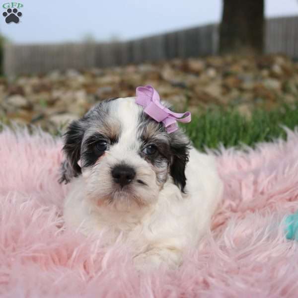 Trixie, Cockapoo Puppy