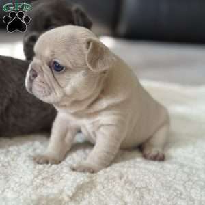 Chanel, French Bulldog Puppy