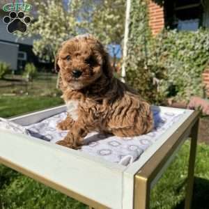 Tonya, Toy Poodle Puppy