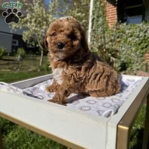 Tonya, Toy Poodle Puppy