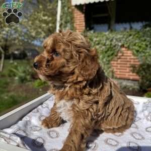 Tonya, Toy Poodle Puppy