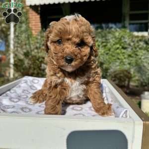 Tonya, Toy Poodle Puppy