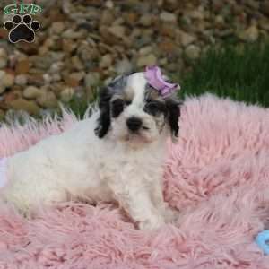 Trixie, Cockapoo Puppy