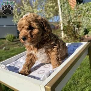 Tonya, Toy Poodle Puppy