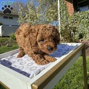 Rada, Toy Poodle Puppy