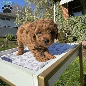 Rada, Toy Poodle Puppy