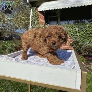 Rada, Toy Poodle Puppy