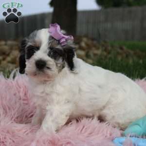 Trixie, Cockapoo Puppy