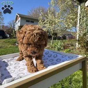 Rada, Toy Poodle Puppy