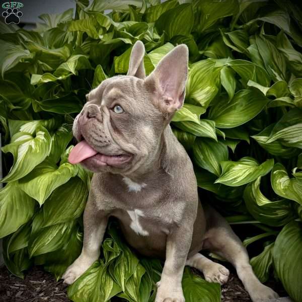 Izzy, French Bulldog Puppy