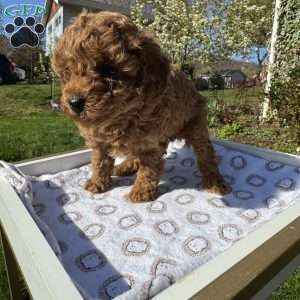 Rada, Toy Poodle Puppy