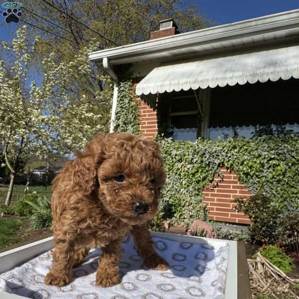 Rada, Toy Poodle Puppy