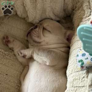 Chanel, French Bulldog Puppy