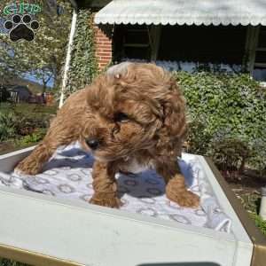 Tonya, Toy Poodle Puppy