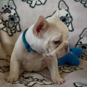 Iven, French Bulldog Puppy