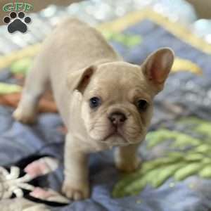 Chanel, French Bulldog Puppy