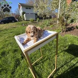 Toby, Toy Poodle Puppy