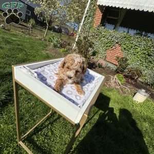 Toby, Toy Poodle Puppy