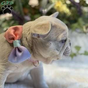 Chanel, French Bulldog Puppy