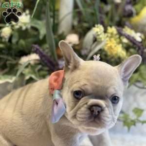 Chanel, French Bulldog Puppy