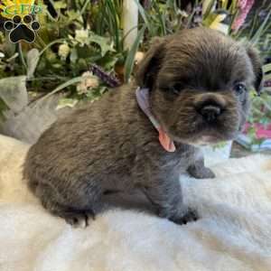 Fiona, French Bulldog Puppy