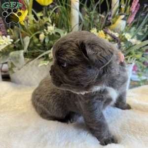 Fiona, French Bulldog Puppy