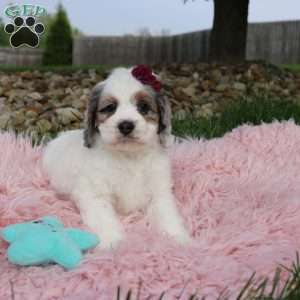 Tulip, Cockapoo Puppy