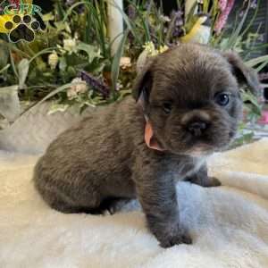 Fiona, French Bulldog Puppy