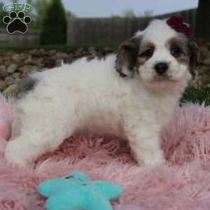 Tulip, Cockapoo Puppy