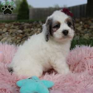 Tulip, Cockapoo Puppy