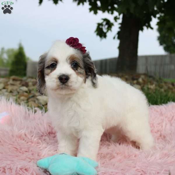 Tulip, Cockapoo Puppy