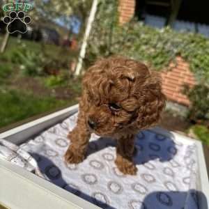 Rada, Toy Poodle Puppy