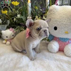 Chanel, French Bulldog Puppy