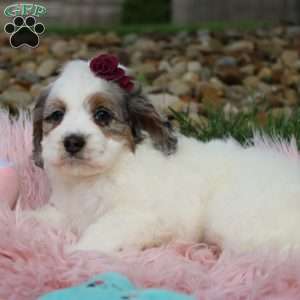 Tulip, Cockapoo Puppy