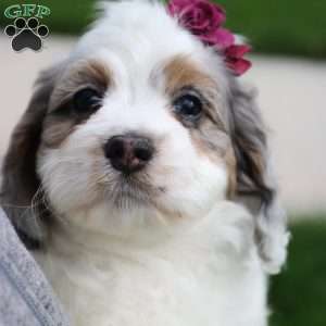 Tulip, Cockapoo Puppy