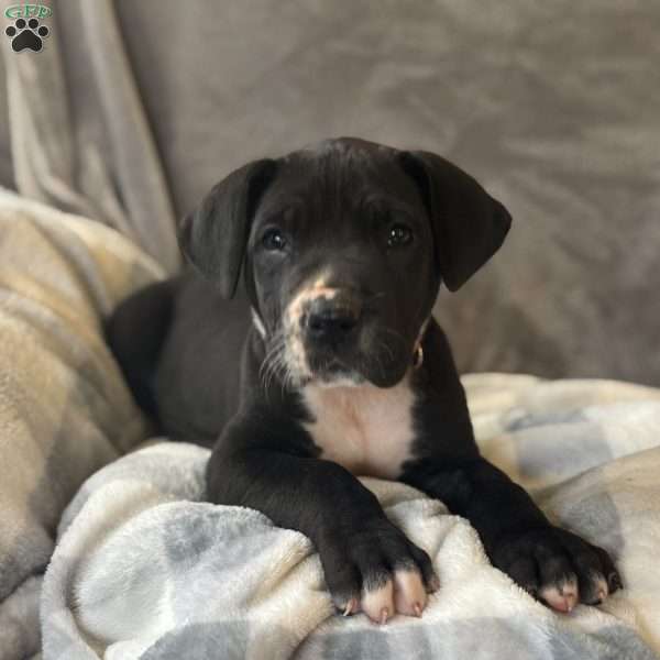 Donald, Great Dane Puppy