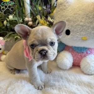 Chanel, French Bulldog Puppy