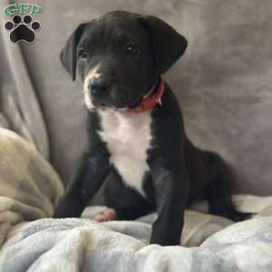 Donald, Great Dane Puppy