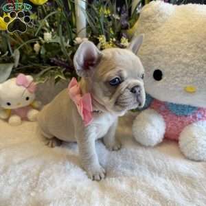 Chanel, French Bulldog Puppy