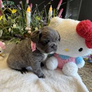 Fiona, French Bulldog Puppy