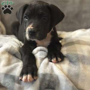 Donald, Great Dane Puppy