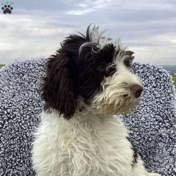 Nyla, Portuguese Water Dog Puppy
