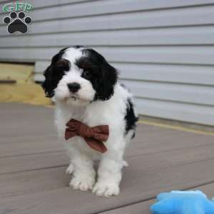 Teddy, Cockapoo Puppy