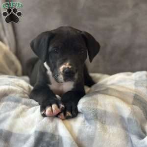 Donald, Great Dane Puppy