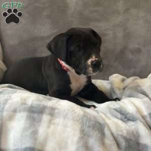 Donald, Great Dane Puppy