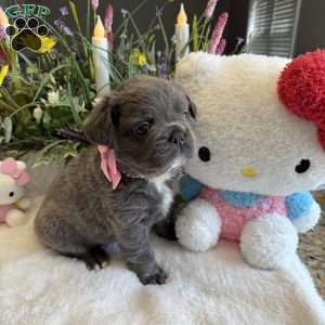 Fiona, French Bulldog Puppy
